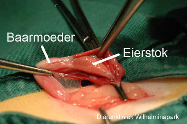 Sterilisatie kat: De eierstok is duidelijk te zien, aan het einde van een baarmoeder of uterus hoorn. 